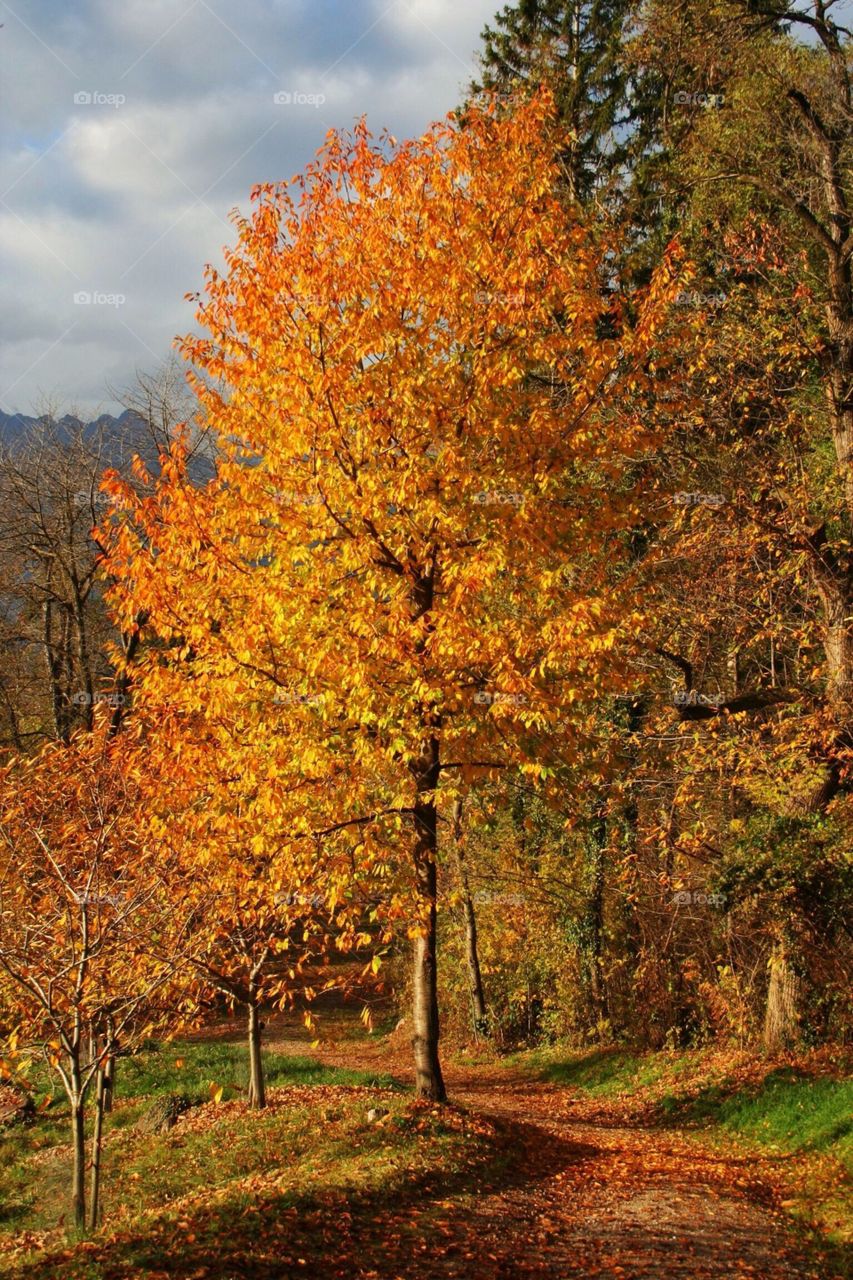 Autumn leaves on footpath at Alto Adige