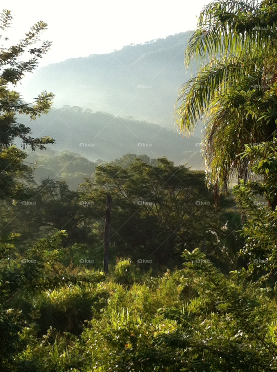 tarcoles costa rica mist early morning rain forest by jpt4u