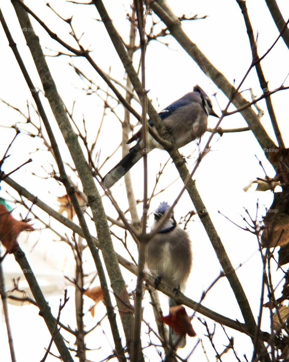 The wonderful world of birds. This pair is checking out an abandoned squirrel’s nest, high up in a tree. 