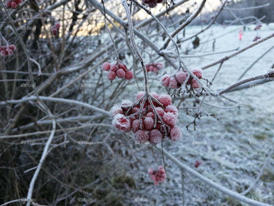 Frozen red berries on a twig. Closeup