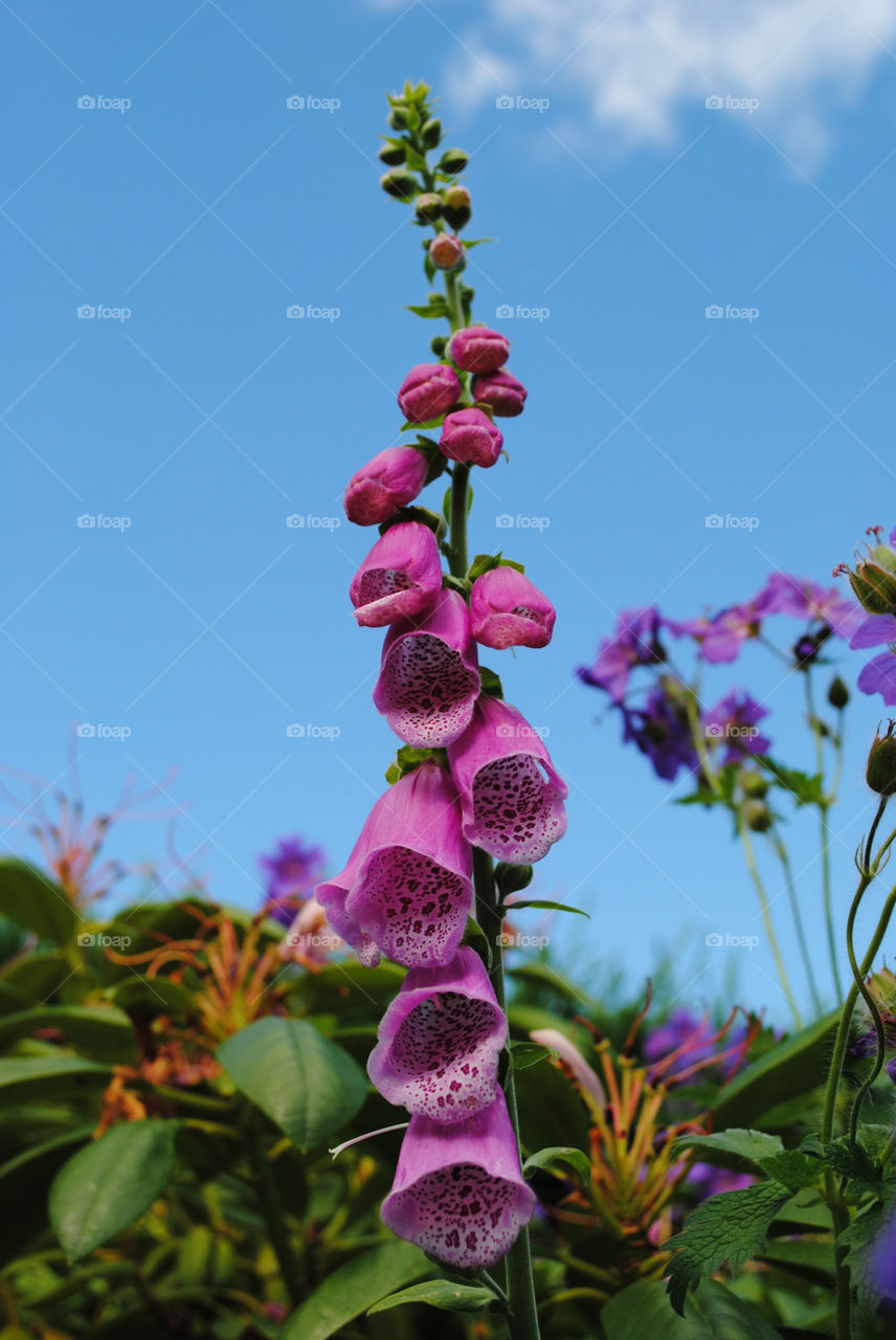 flower summer blue sky digitalis by salsa