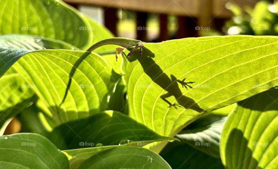 Little backyard lizzard drinking dew from a Hosta leaf