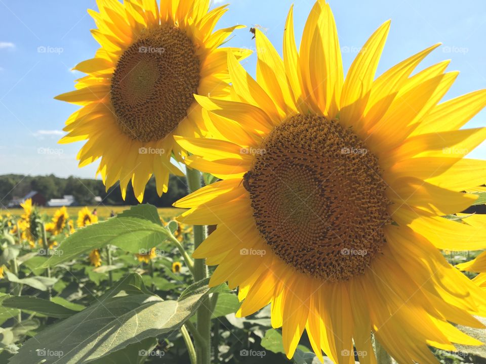 Sunflowers 