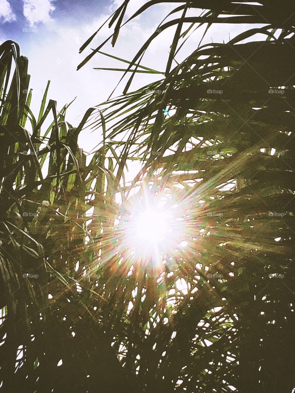 The morning sun rays captured through a cluster of Queen Palm fronds. 