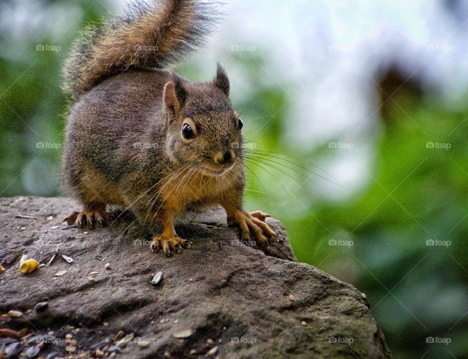 Douglas squirrel posing