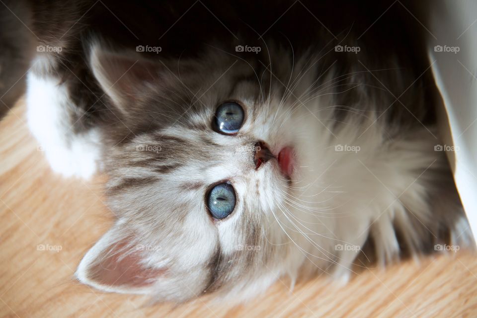 kitten with big blue eyes