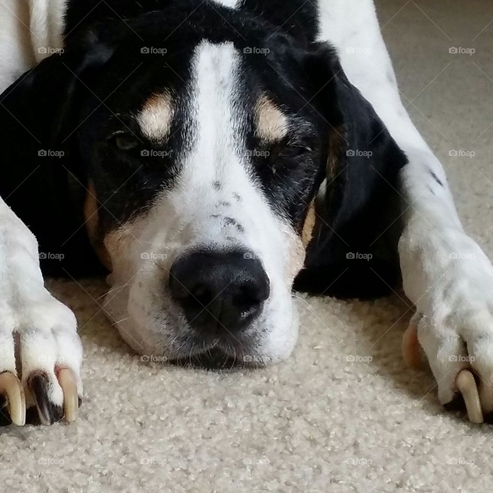 dog at rest...hound