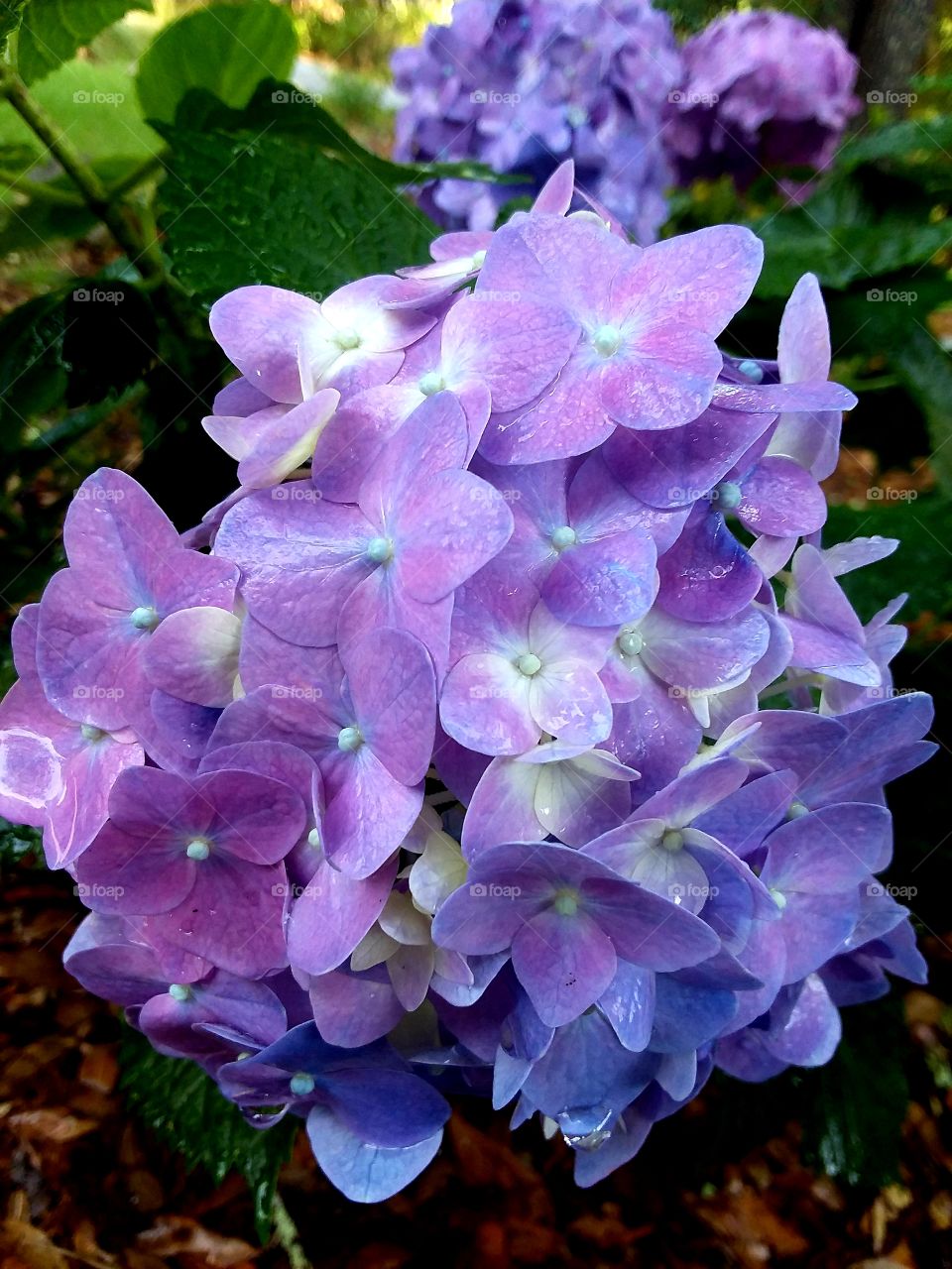 lavender hydrangea in the garden