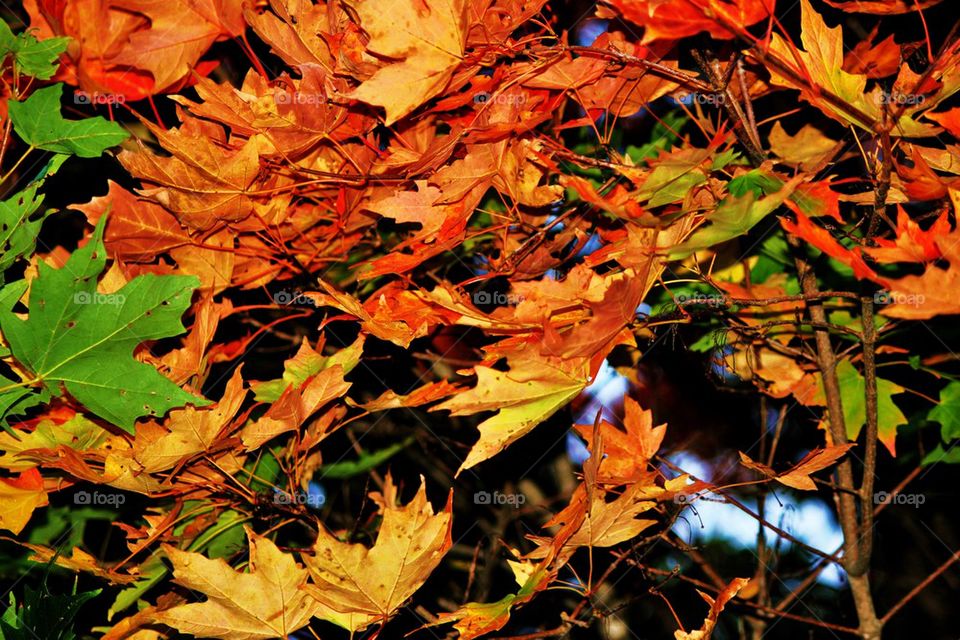 Colors of Autumn 