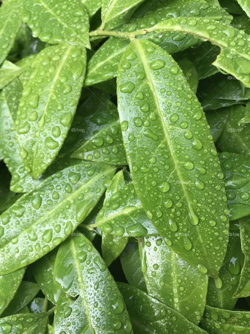 Beautiful bush growing beside my apartment covered in rain, this is Seattle after all! LOL