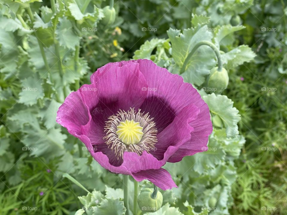 Beautiful large Purple Poppy 💜