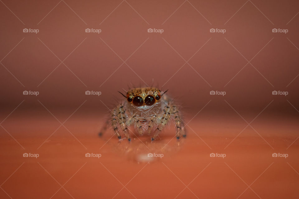 Jumping Spider
