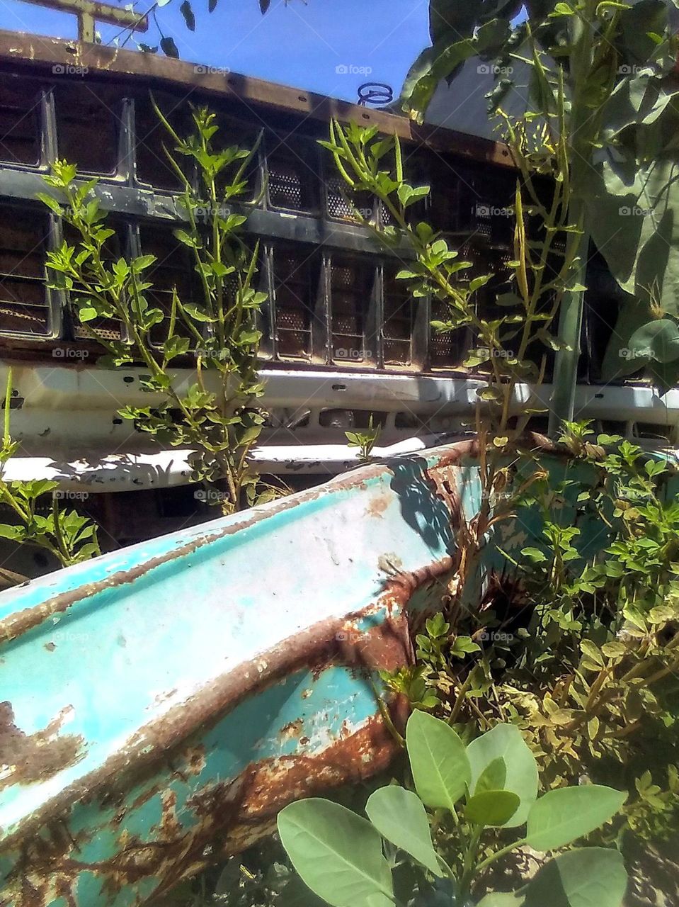 Plants Growing Around Abandoned Truck
