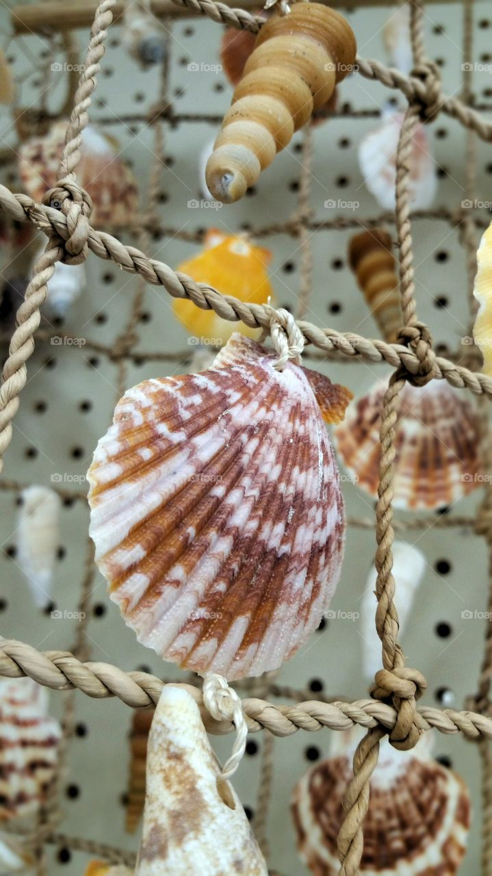Shells on rope net
