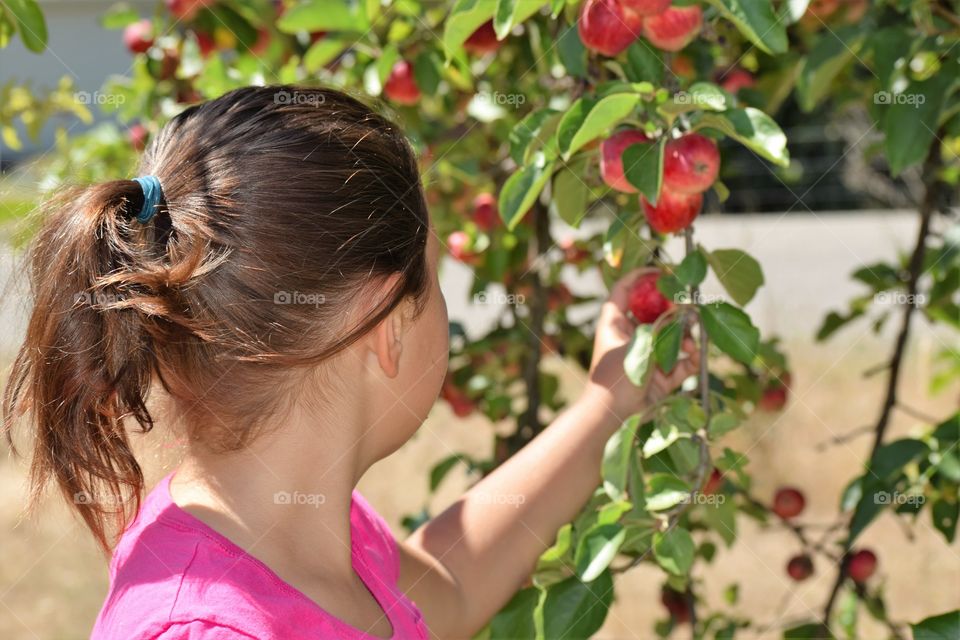 girl with ponytail and apple tree