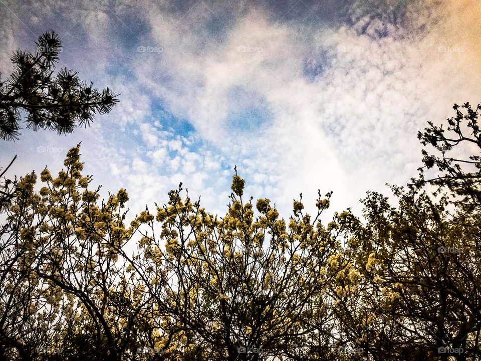 New York, Long Island, Kings Park, Sunken Meadow State Park, sand, water, beach, clouds, nature, wind, waves, colors, calm, relaxation, peaceful, sunset, summer, panoramic view, warm, Trees, leafs,