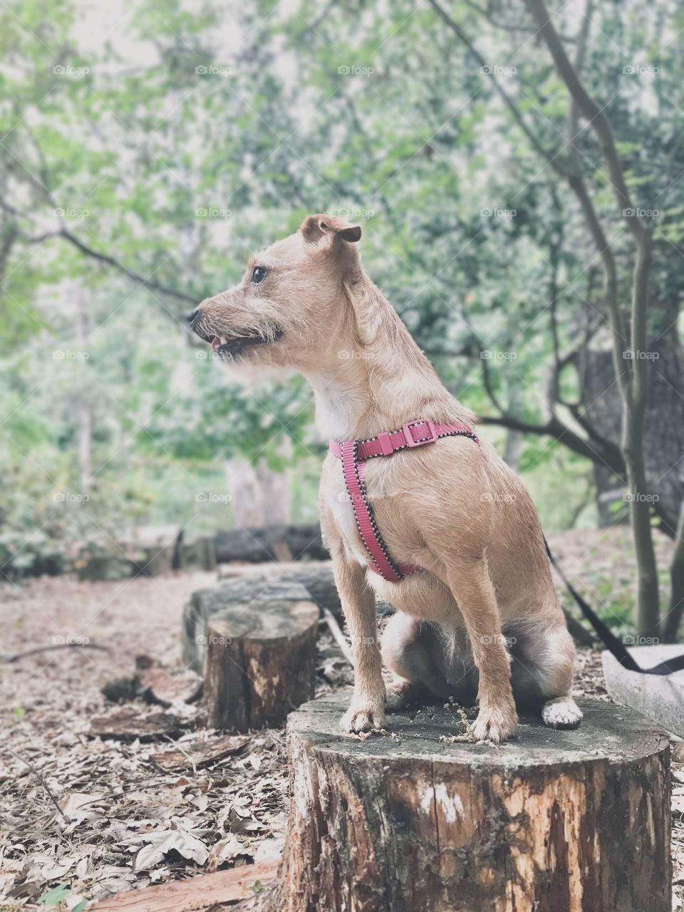 Pup on a Stump