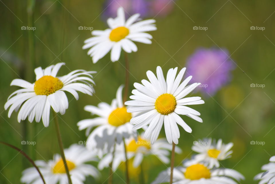 Wild flowers