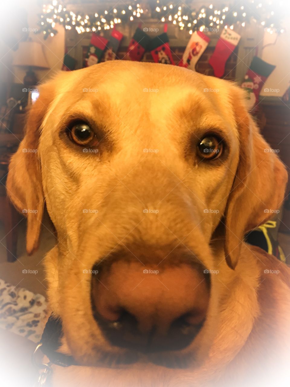 Puppy dog ready for Christmas 