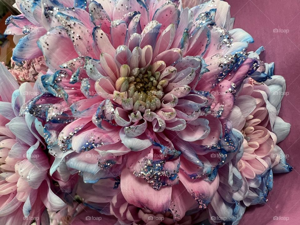 Close up of the beautiful bright wrought with blue glitter pink peony flower