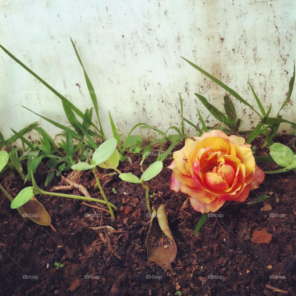 🌹 🇺🇸 Very beautiful flowers to brighten our day.  Live nature and its beauty. Did you like the delicate petals? / 🇧🇷 Flores muito bonitas para alegrar nosso dia. Viva a natureza e sua beleza. Gostaram das pétalas delicadas? 