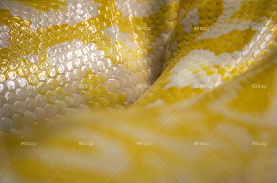 Snake skin close up