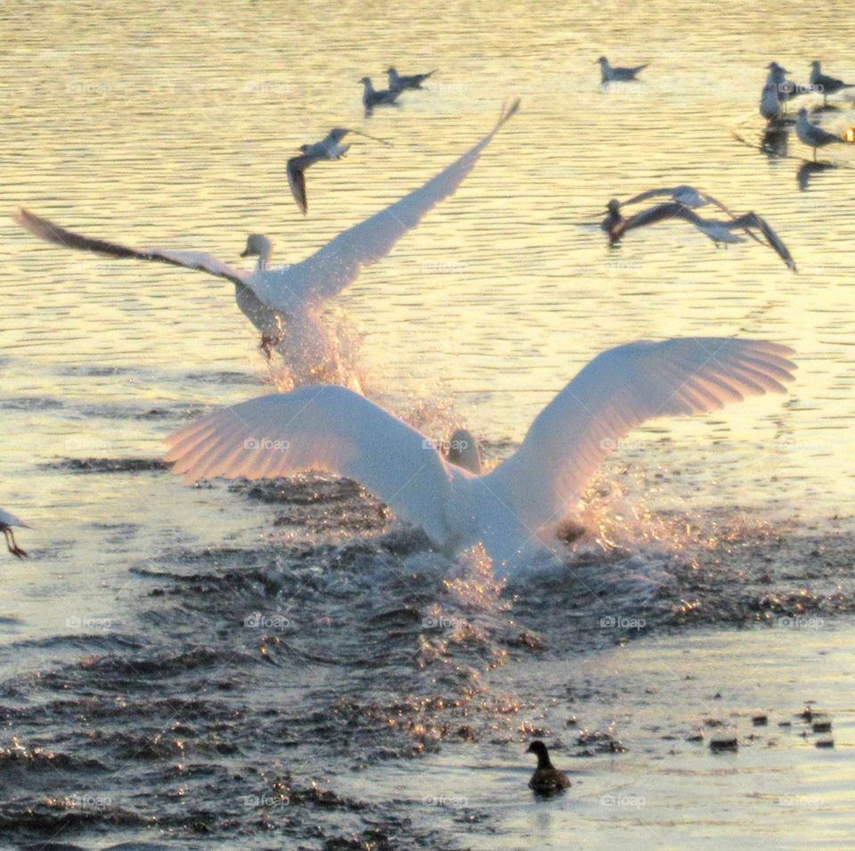 Swans taking flight 🦢