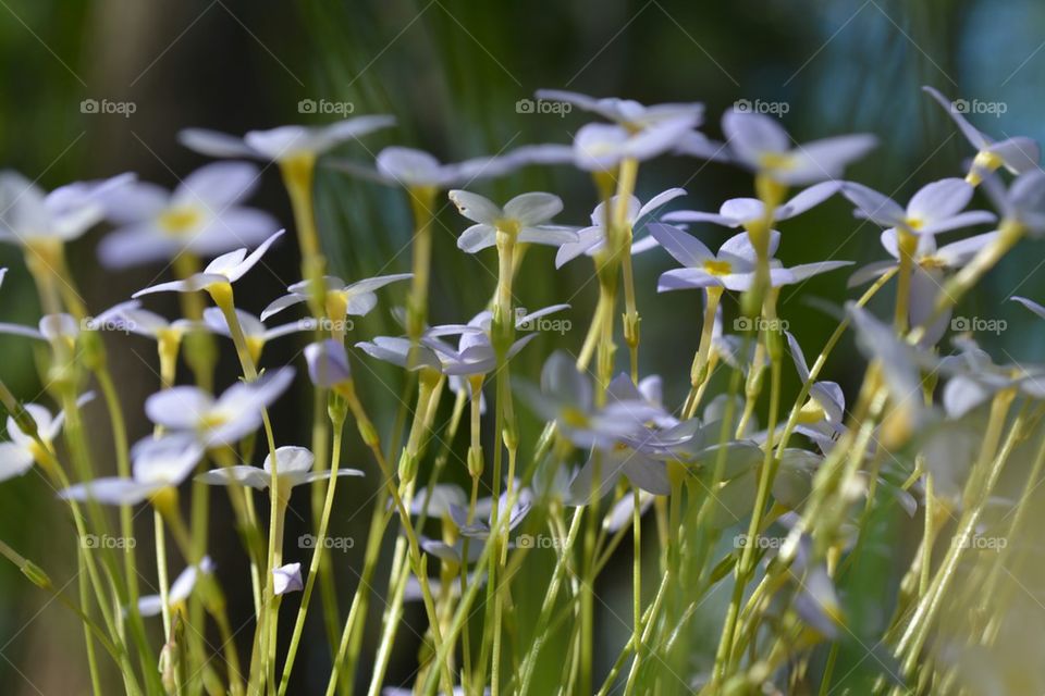 little pale blue flowers