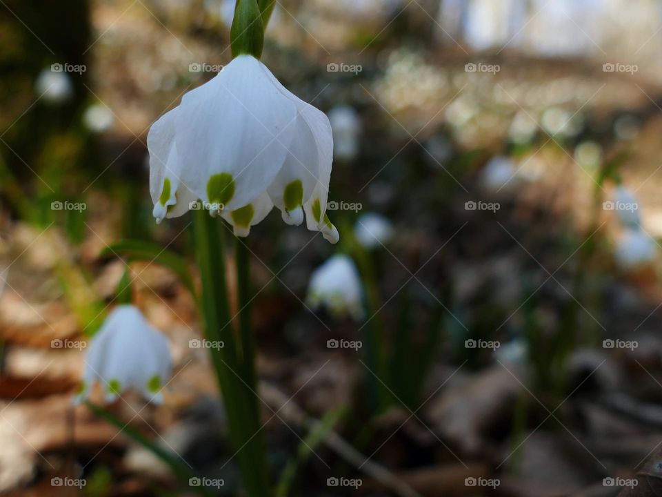 Snowdrop