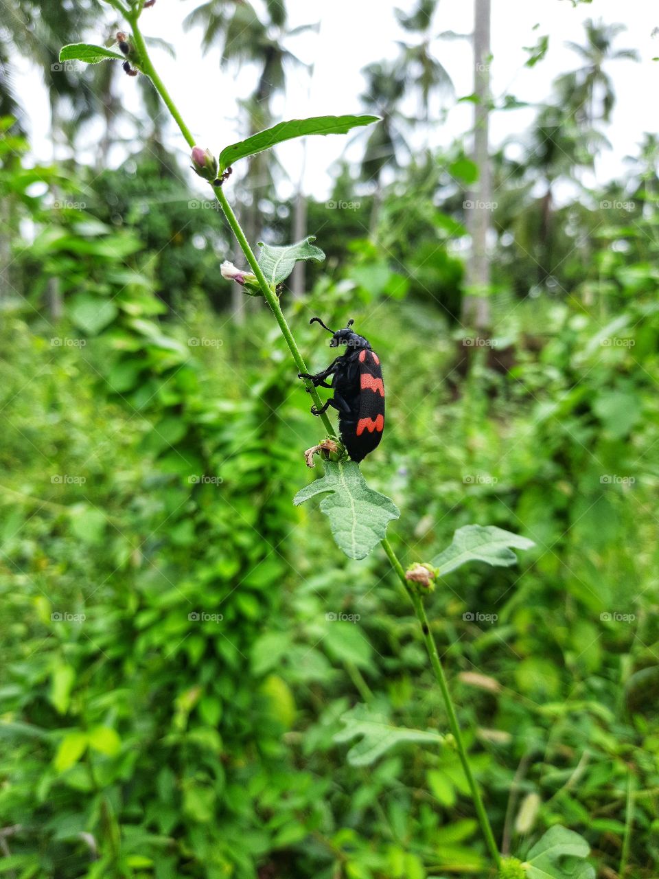 A beautiful little red beetle in a little tree