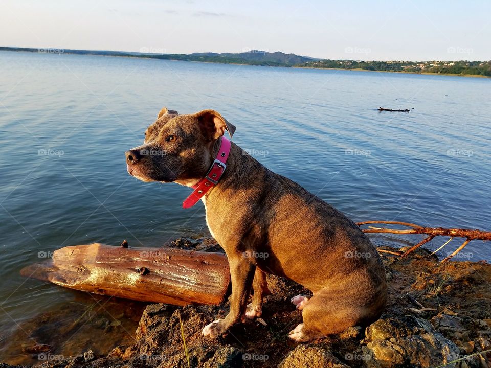 Thor's friend Selena at Folsom Lake