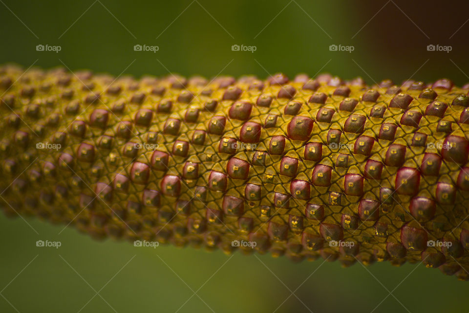 macro close-up of an exotic plant on a blurry green background