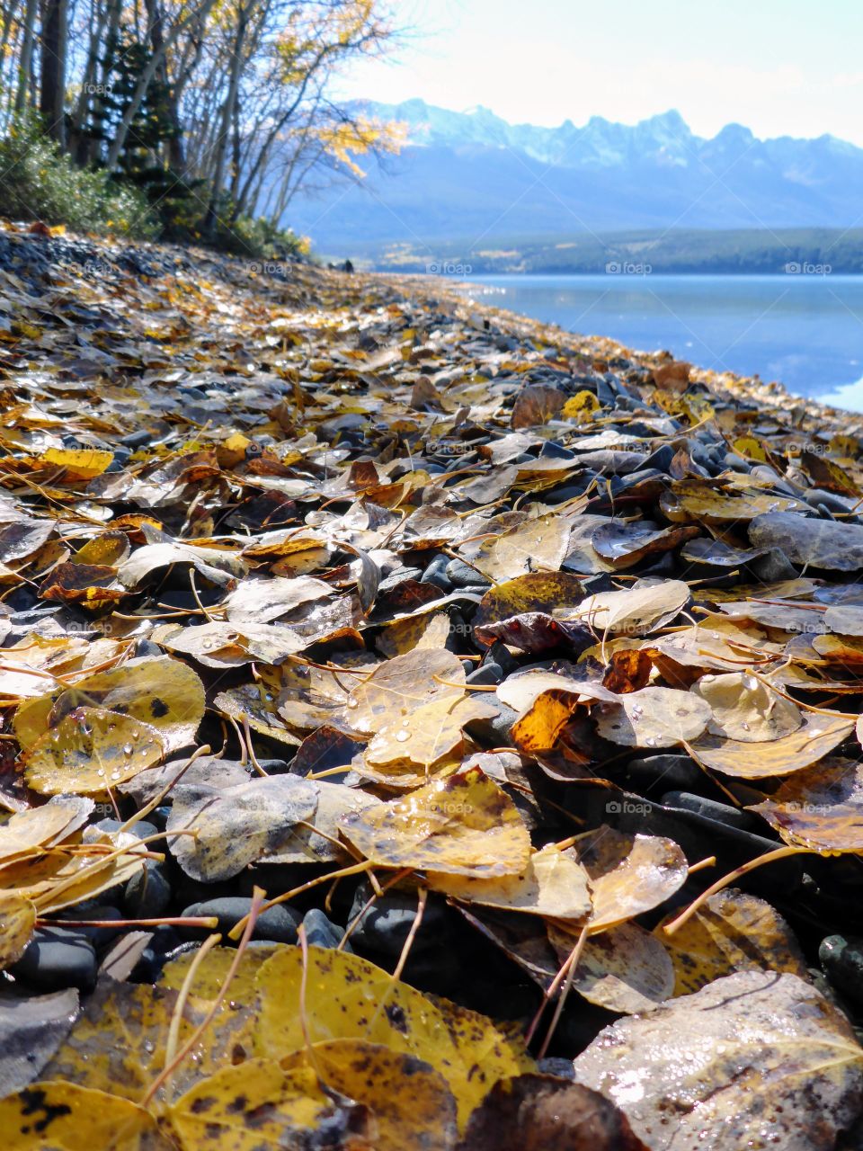 Leaves on the beach