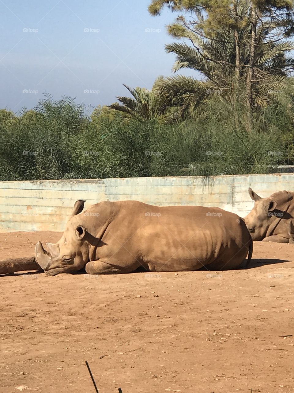 Sleep rhinoceros 