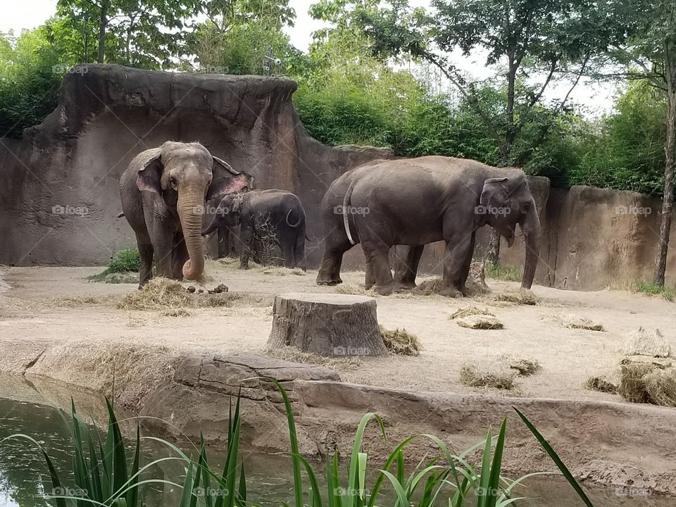 elephants