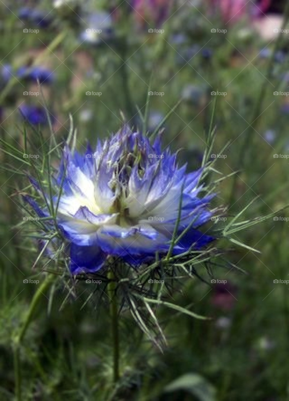 garden nature flower indigo by Amy