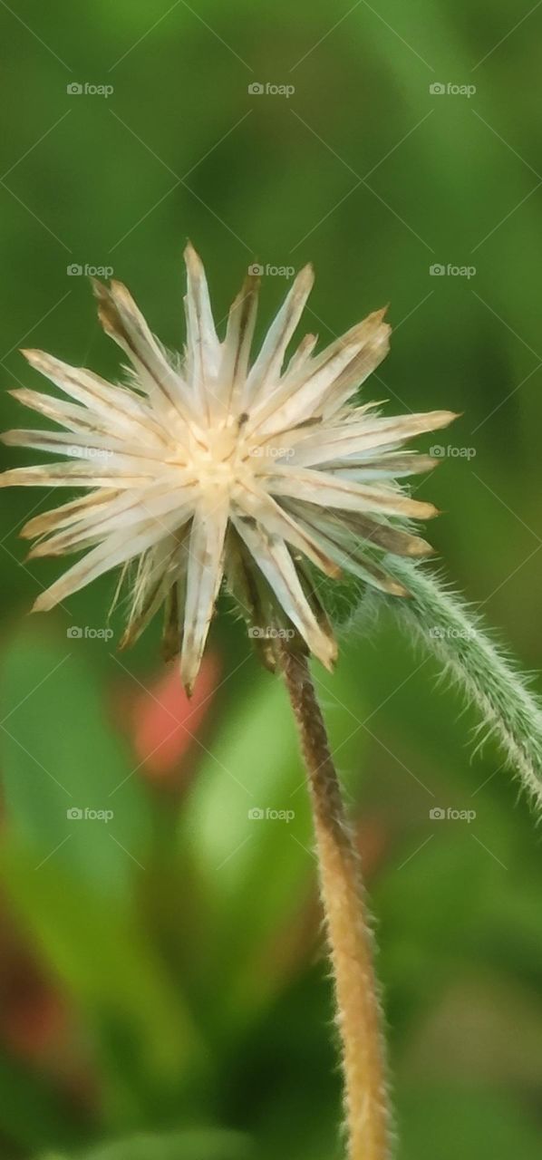 Tridax procumbens.coatbuttons