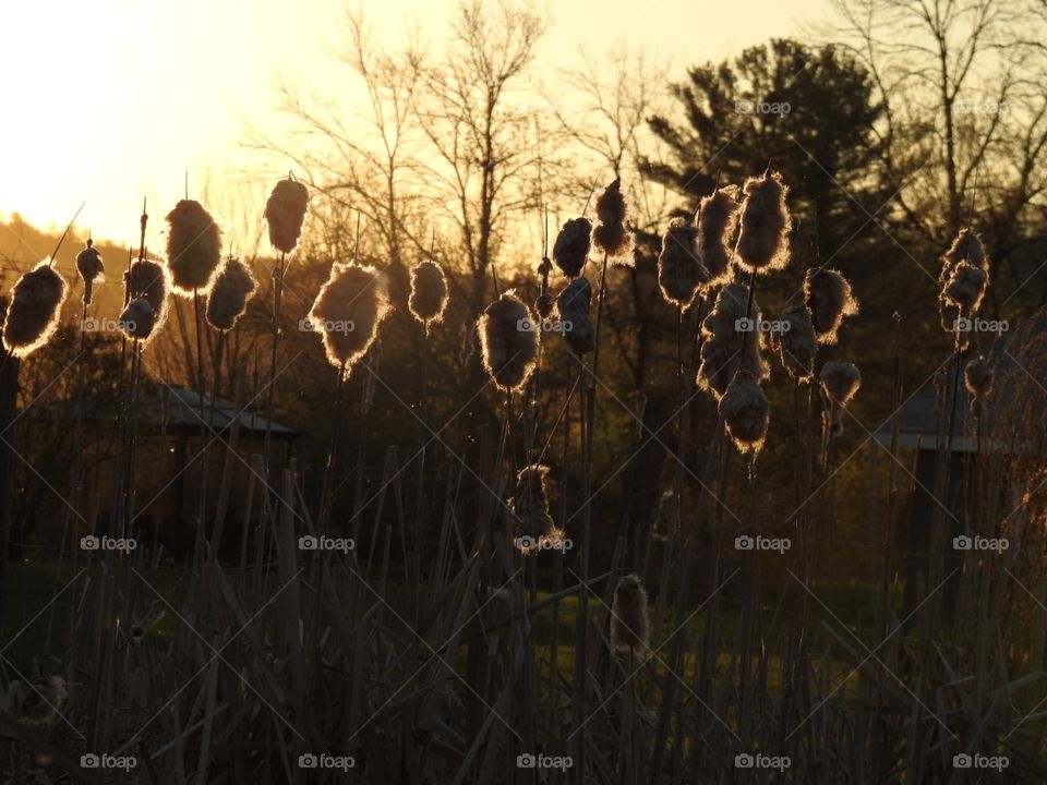 Glowing cattails