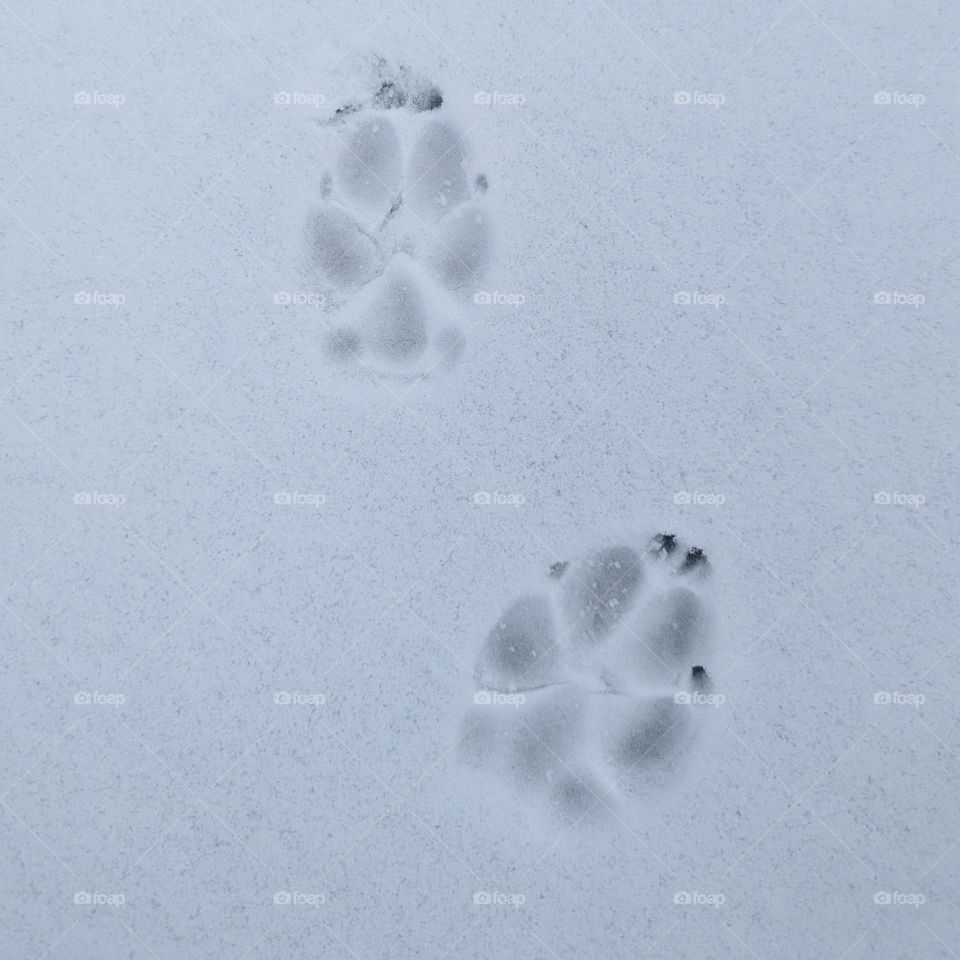 Dog Prints in Snow