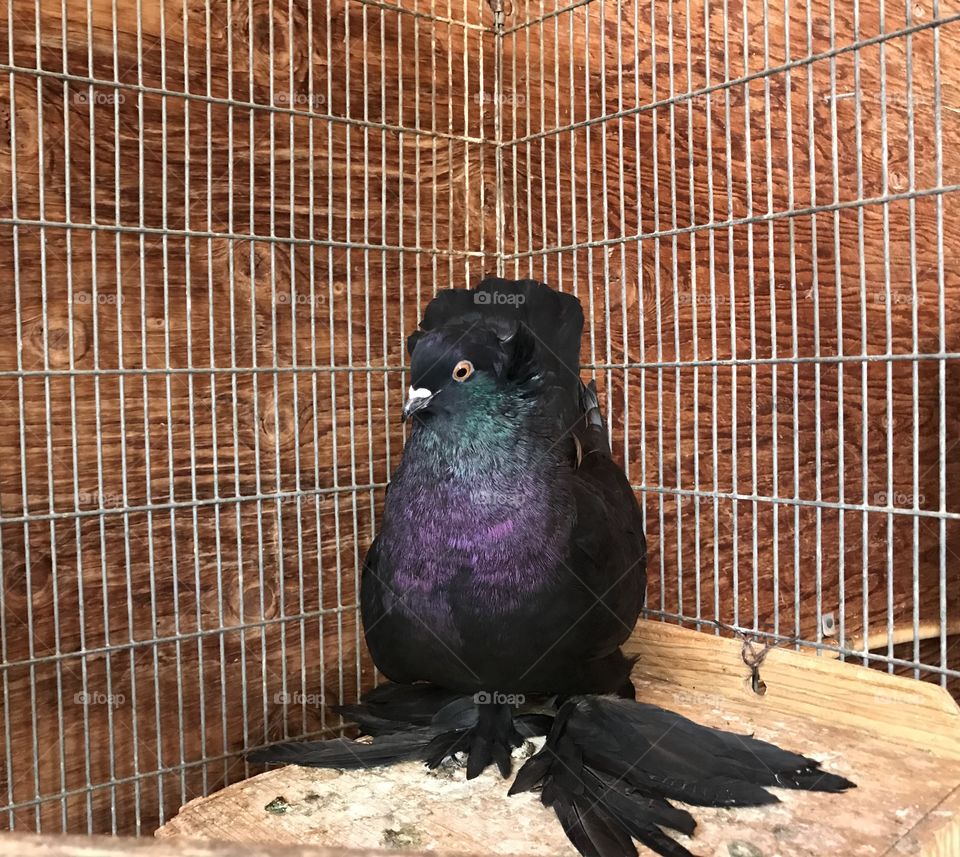 Pretty pigeon
