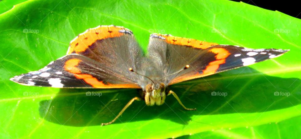 face to face with a butterfly