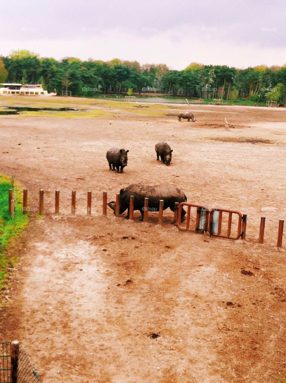 Rhinos