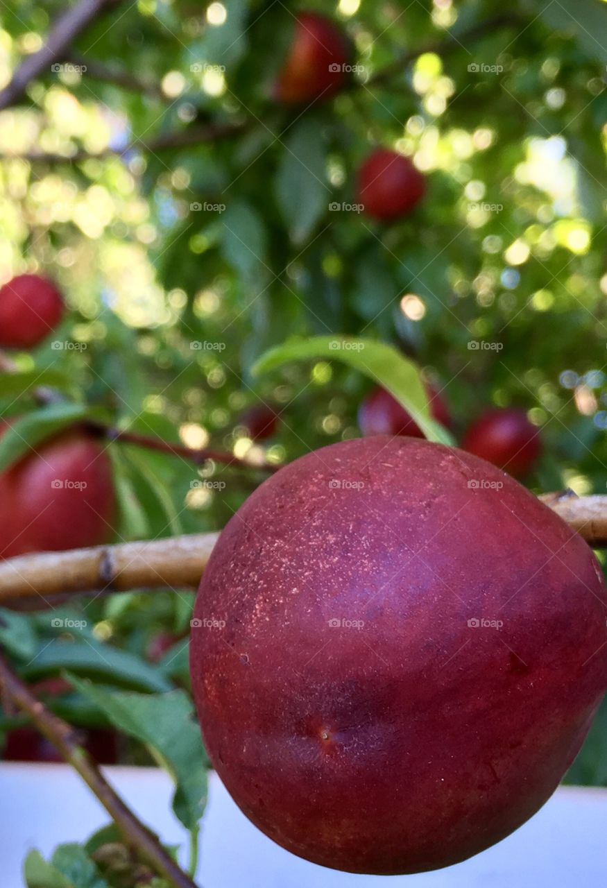 Large nectarine foreground on branch of organic nectarine tree outdoors with space for copy, concept healthy nutritious fruit