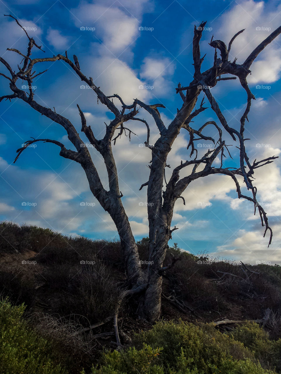 Bare tree against cloudy sky