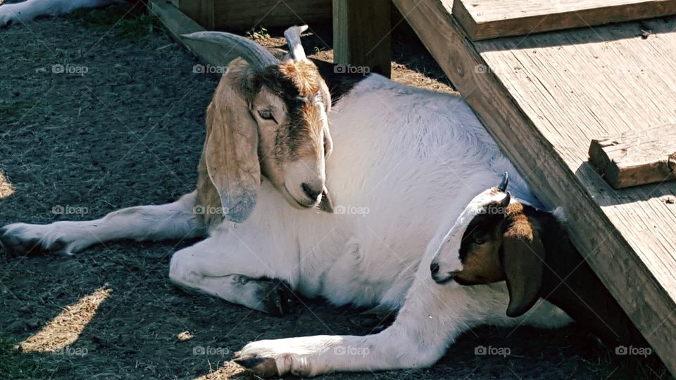 Show goats relaxing in the sun and shade.