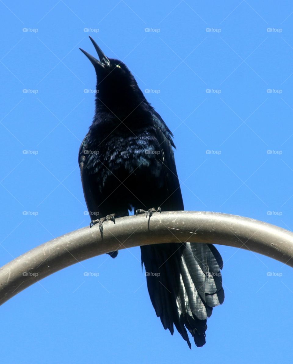 Grackle Singing on a Lamp Post