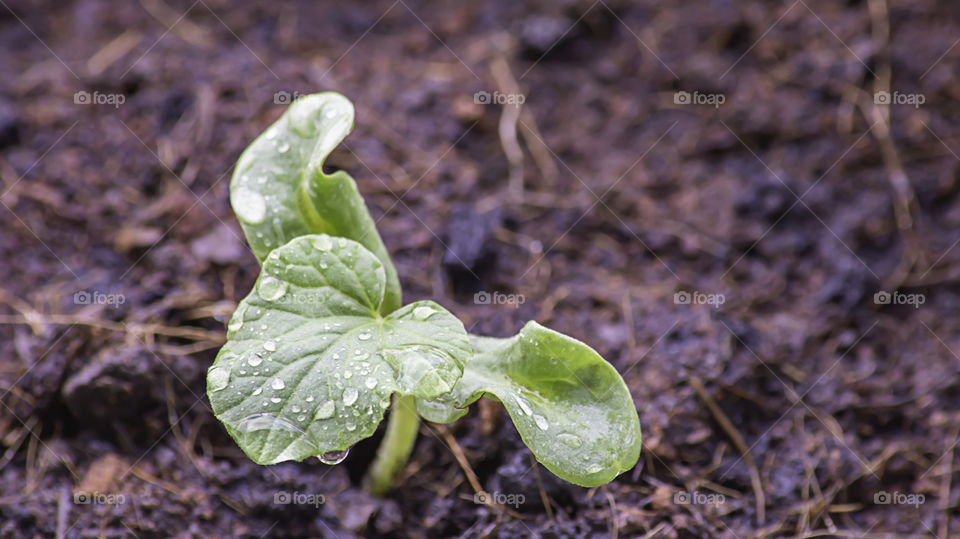 Seedlings of melon that are growing from seed on the ground and water droplets on leaves.