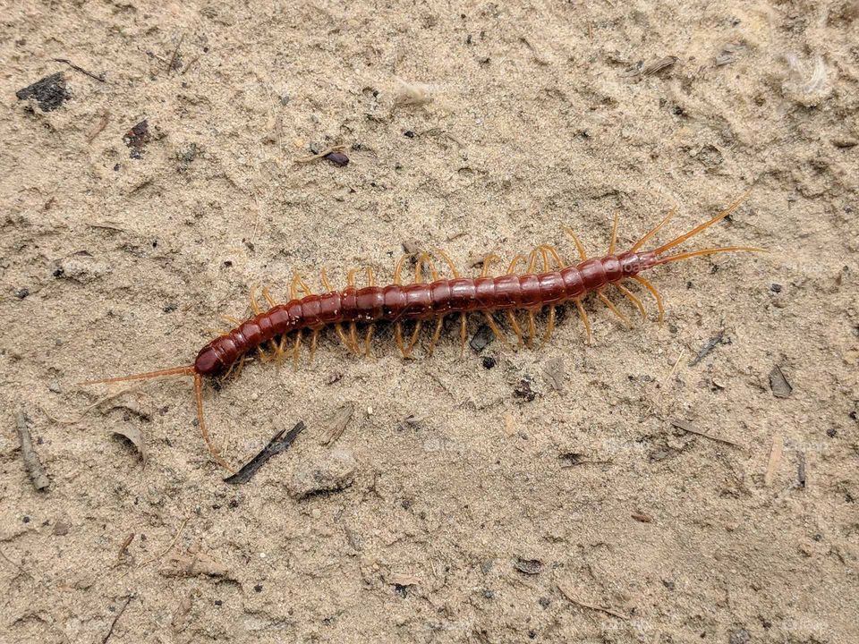 Bark Centipede