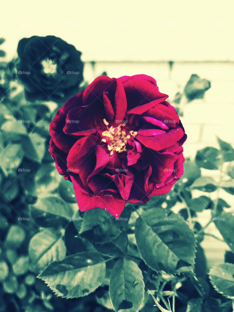 Color pop red climbing rose