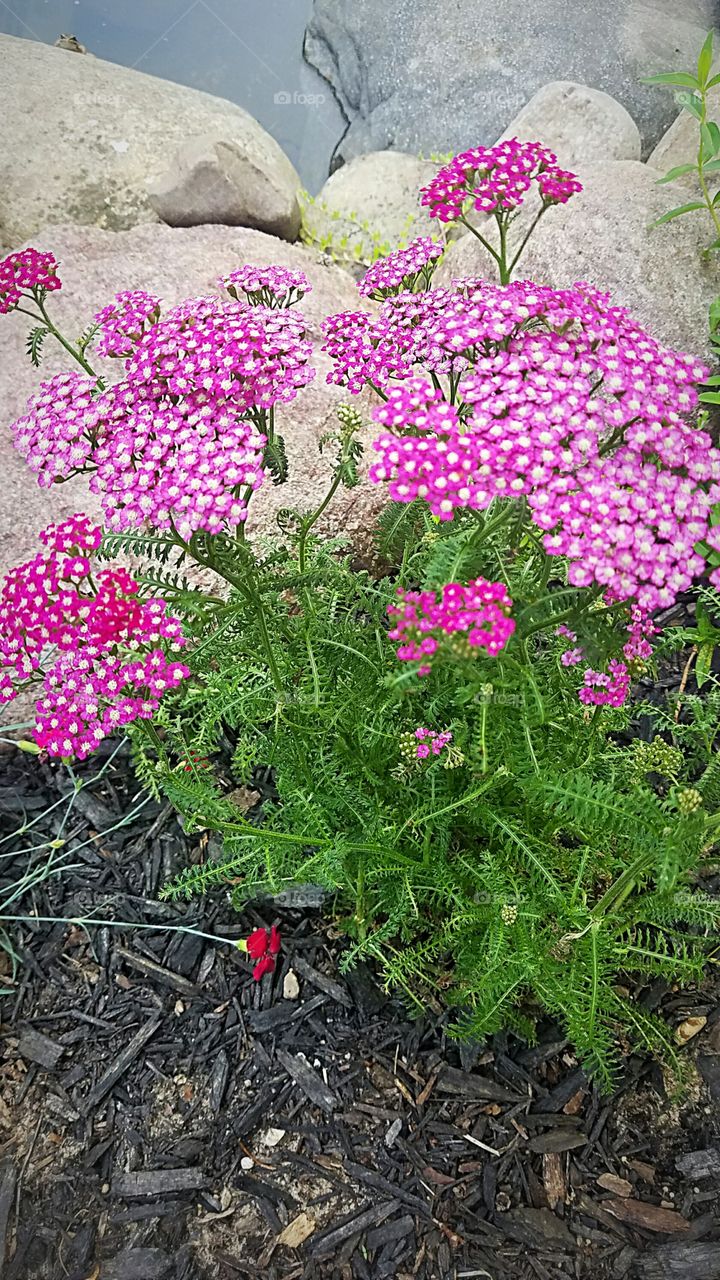 yarrow blooming by the pond